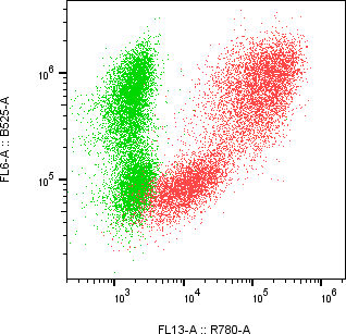 Rabbit-anti THY1 monoclonal antibody