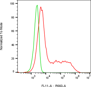 Rabbit-anti AMTN monoclonal antibody