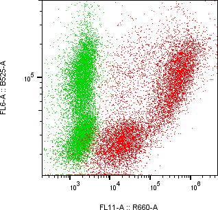 Rabbit-anti AFM monoclonal antibody