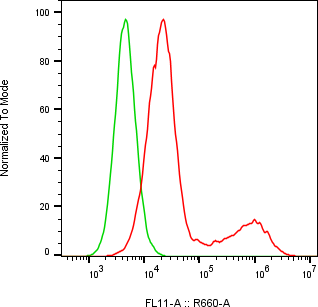 Rabbit-anti CDH13 monoclonal antibody