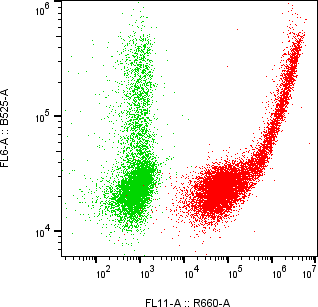 Rabbit-anti NCSTN monoclonal antibody