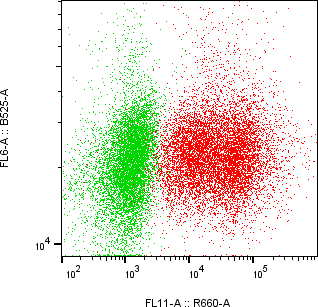 Rabbit-anti CTSB monoclonal antibody