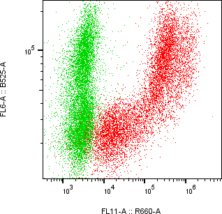 Rabbit-anti COL15A1 monoclonal antibody