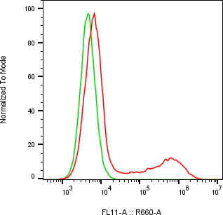 Rabbit-anti CDH13 monoclonal antibody