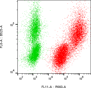 Rabbit-anti CD82 monoclonal antibody