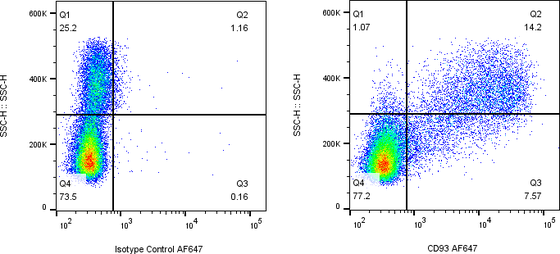Rabbit-anti CD93 monoclonal antibody