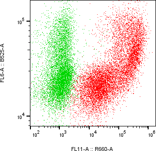 Rabbit-anti ITGB5 monoclonal antibody