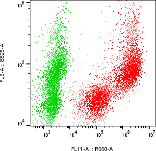 Rabbit-anti ORM2 monoclonal antibody