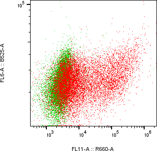 Rabbit-anti CCER2 monoclonal antibody