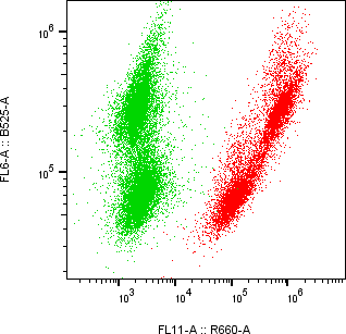 Rabbit-anti CXCL2 monoclonal antibody