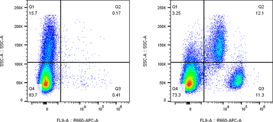 Rabbit-anti CD19 monoclonal antibody