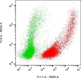 Rabbit-anti CD71 monoclonal antibody