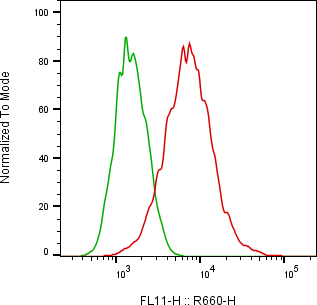 Rabbit-anti L1CAM monoclonal antibody