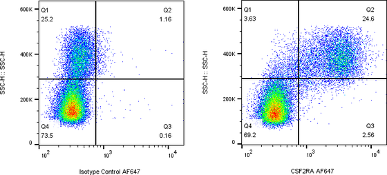 Rabbit-anti CSF2RA monoclonal antibody