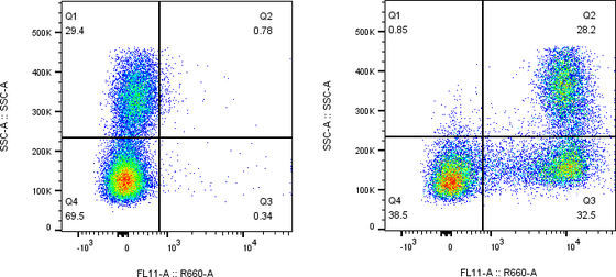 Rabbit-anti CD244 monoclonal antibody
