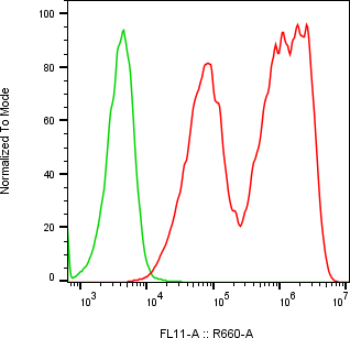 Rabbit-anti AMY2A monoclonal antibody
