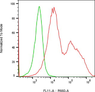 Rabbit-anti KLK8 monoclonal antibody