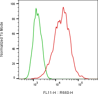 Rabbit-anti L1CAM monoclonal antibody