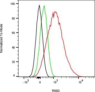 Rabbit-anti COL3A1 monoclonal antibody