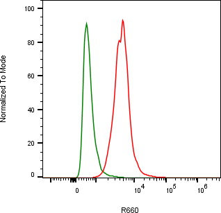 Rabbit-anti CEACAM1 monoclonal antibody