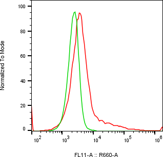 Rabbit-anti TMEM25 monoclonal antibody