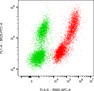 Rabbit-anti TTR monoclonal antibody