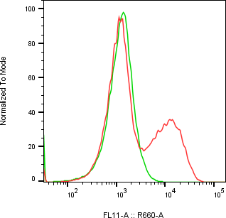 Rabbit-anti ENG monoclonal antibody