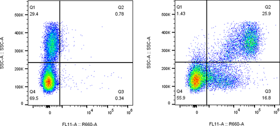 Rabbit-anti KIR3DL2 monoclonal antibody