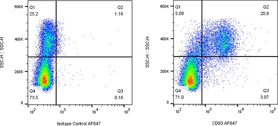 Rabbit-anti CD93 monoclonal antibody