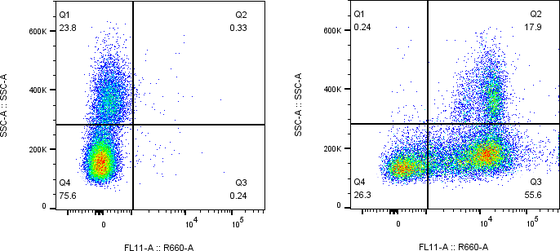 Rabbit-anti FAS monoclonal antibody