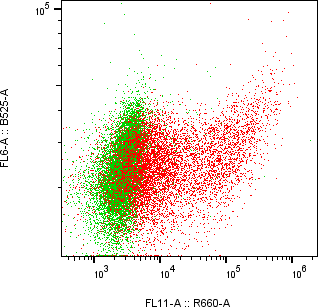 Rabbit-anti CCER2 monoclonal antibody