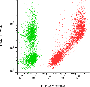 Rabbit-anti ICAM1 monoclonal antibody