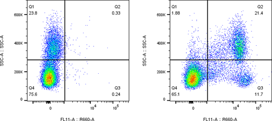 Rabbit-anti CR2 monoclonal antibody