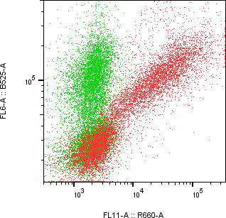 Rabbit-anti AFM monoclonal antibody