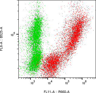 Rabbit-anti AFM monoclonal antibody