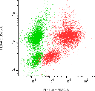 Rabbit-anti IL1R1 monoclonal antibody