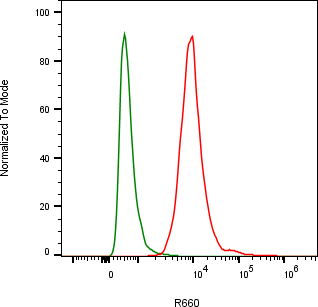 Rabbit-anti CEACAM1 monoclonal antibody