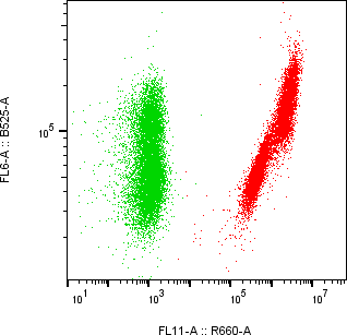 Rabbit-anti IL12B monoclonal antibody