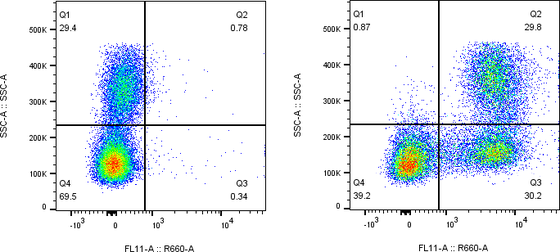 Rabbit-anti CD244 monoclonal antibody