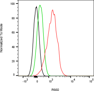 Rabbit-anti IL1R1 monoclonal antibody