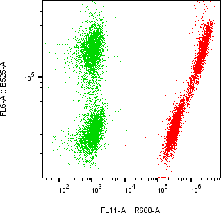 Rabbit-anti MCAM monoclonal antibody