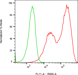 Rabbit-anti CTSB monoclonal antibody