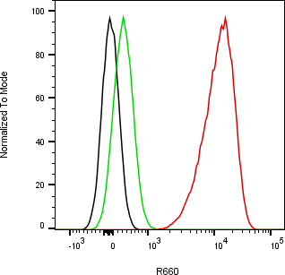 Rabbit-anti CTSS monoclonal antibody