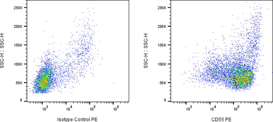 Rabbit-anti CD55 monoclonal antibody