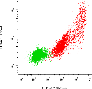 Rabbit-anti CGB2 monoclonal antibody