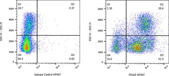 Rabbit-anti ITGA6 monoclonal antibody