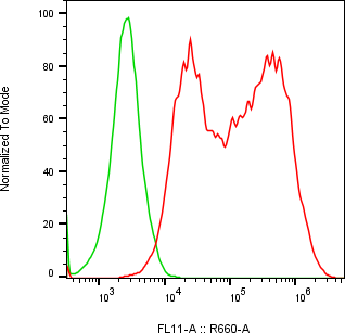 Rabbit-anti ORM2 monoclonal antibody