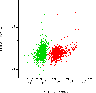 Rabbit-anti KIRREL1 monoclonal antibody