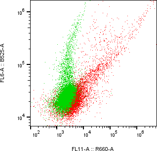 Rabbit-anti TMEM25 monoclonal antibody