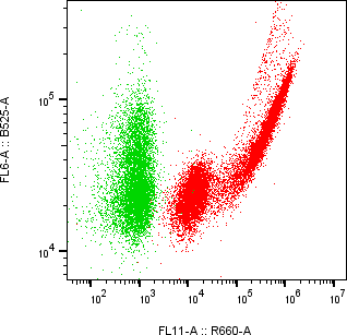 Rabbit-anti VSTM2A monoclonal antibody